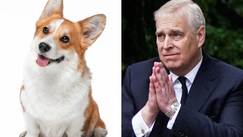 Queens Corgi: Hoàng tử Andrew và Sarah Ferguson dắt những chú chó hoàng gia

